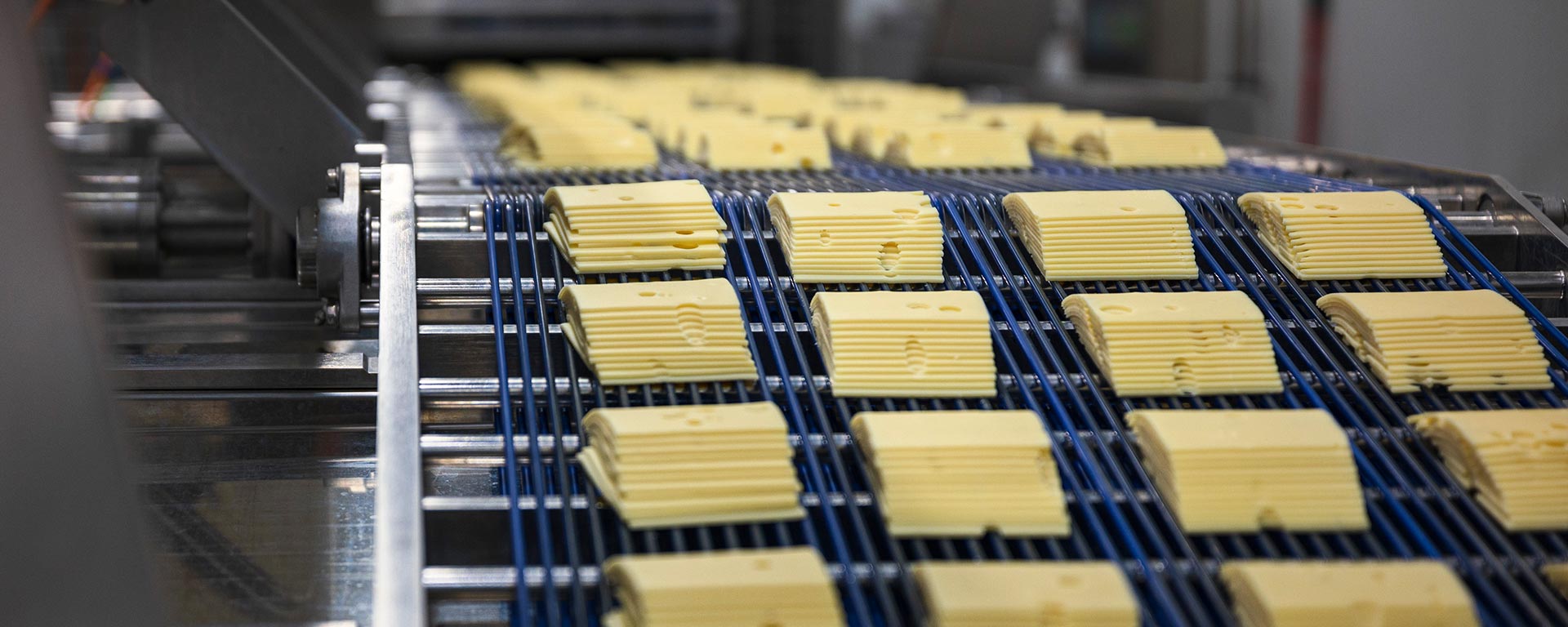 Stacks of Swiss Cheese on a conveyor belt