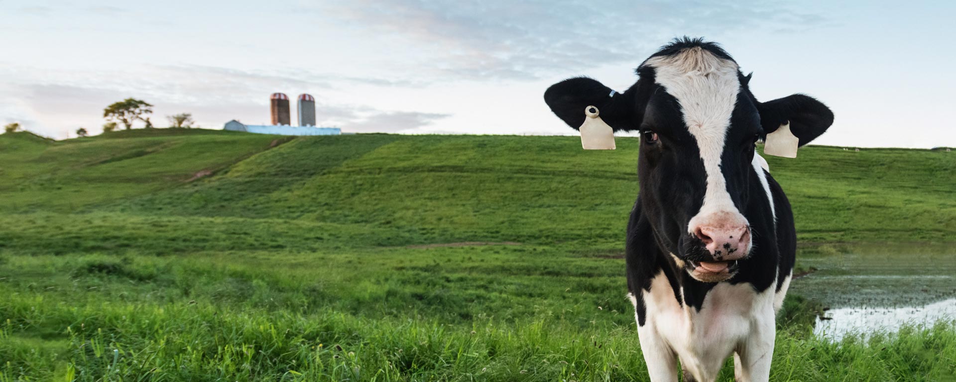 A cow in a pasture